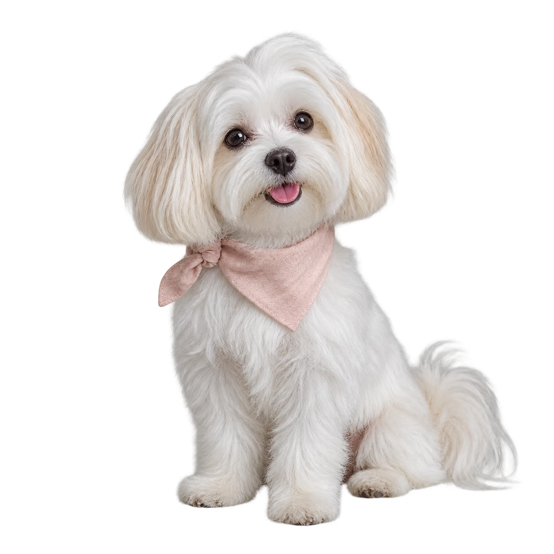 Illustrative photograph of a white Maltese with a neatly groomed silky coat and a blush bandana